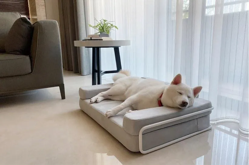 Định nghĩa chung cư cho phép nuôi thú cưng