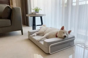 Chung cư cho nuôi thú cưng